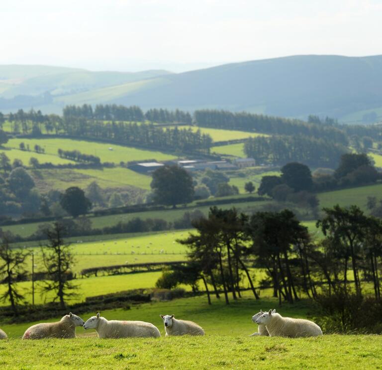 Schafe, die auf einer grünen Wiese liegen.