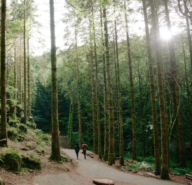 A couple walking through a forest