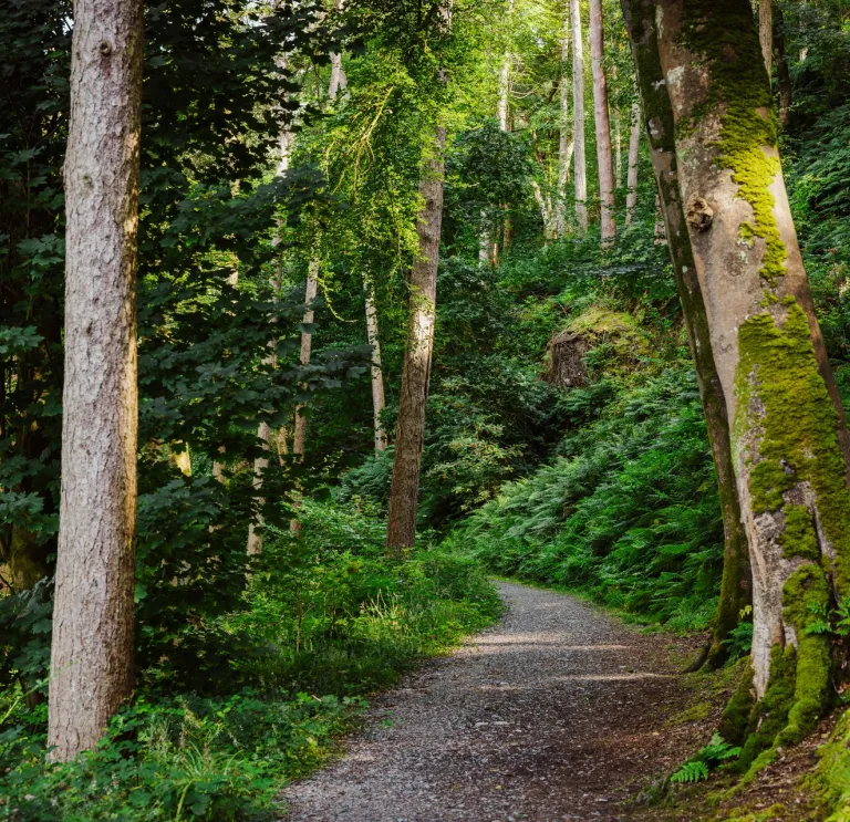 Un sendero del bosque que serpentea entre los árboles.