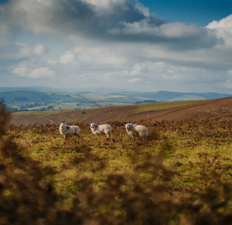 Three sheep grazing on open hills at Beacon Hill along Glyndŵr’s Way in Mid Wales, beneath a cloudy sky. 
