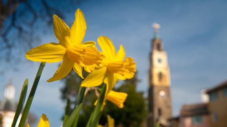 Narcisos y Campanile en primavera, Portmeirion, Península de Llyn