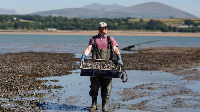 Shaun Krijnen of Menai Oysters standing with a crate of mussels