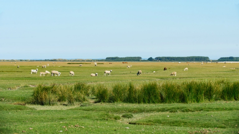 Ovejas pastando en las marismas de Weobley Castle Farm, Gower.