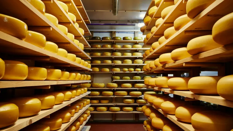 A chilled storage unit full of wheels of Welsh cheese 