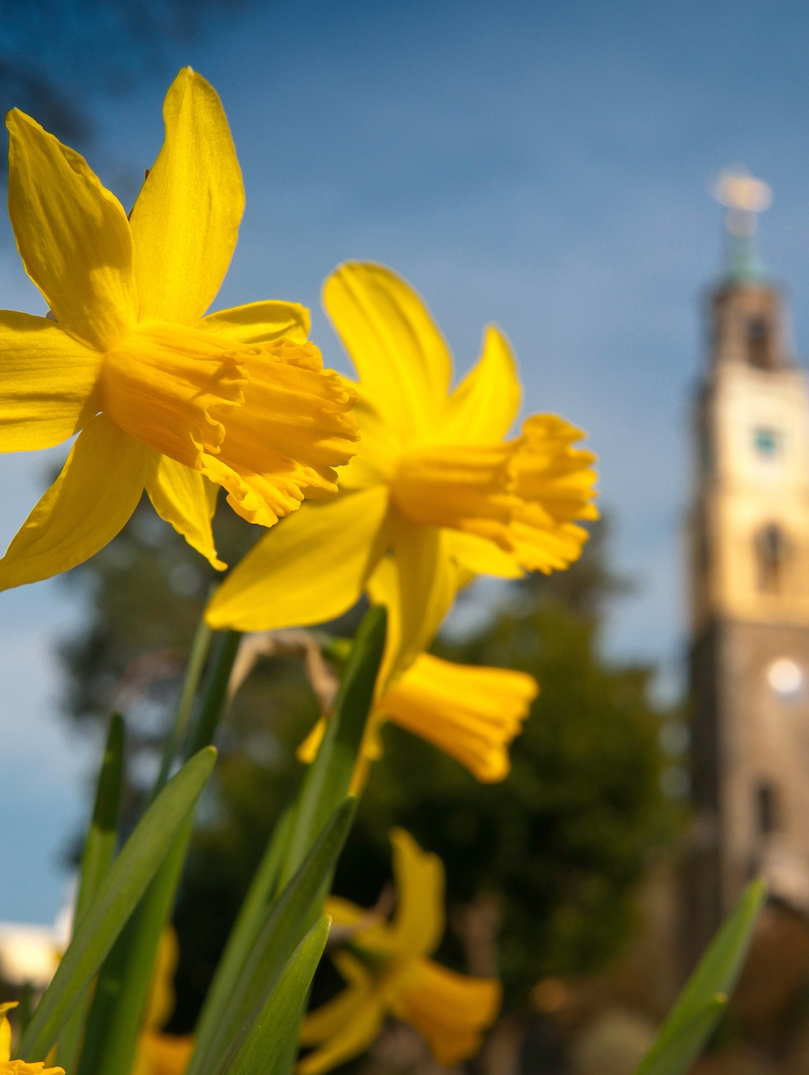 Jonquilles et Campanile dans la péninsule de Llyn printemps, Portmeirion