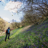 A person walking across a field past bluebells.