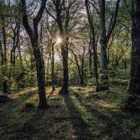 A green leafy forest scene with the sun shining through the trees