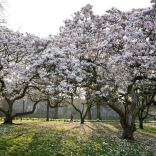 Trees in bloom in the gardens of Bute Park in Cardiff.