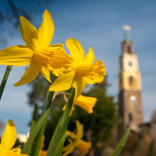 Narcisos y Campanile en primavera, Portmeirion, Península de Llyn