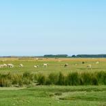 Schafe grasen auf den Salzwiesen der Weobley Castle Farm auf der Gower.