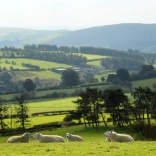 Moutons couchés dans un champ verdoyant.