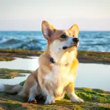 Un Corgi couché sur le sable.